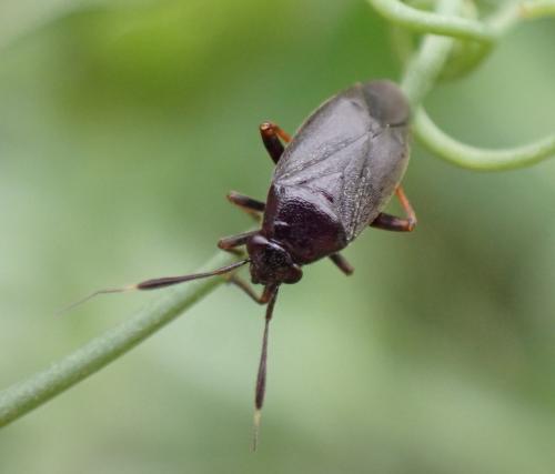 Réf. 327 949 : Capsus ater